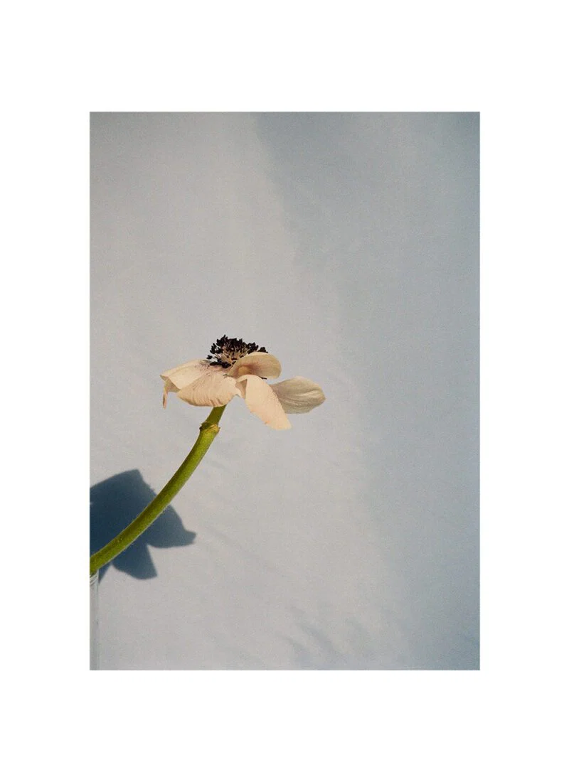 Poppy pop - Image 2